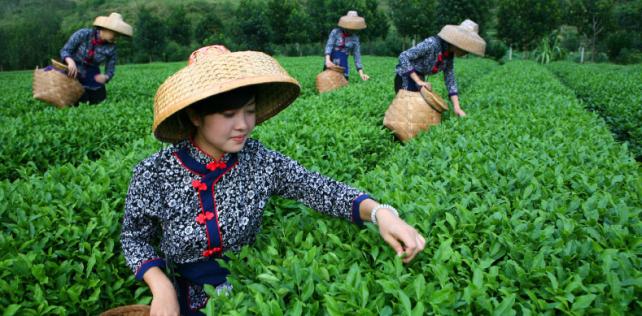 玉壶香茶庄加盟