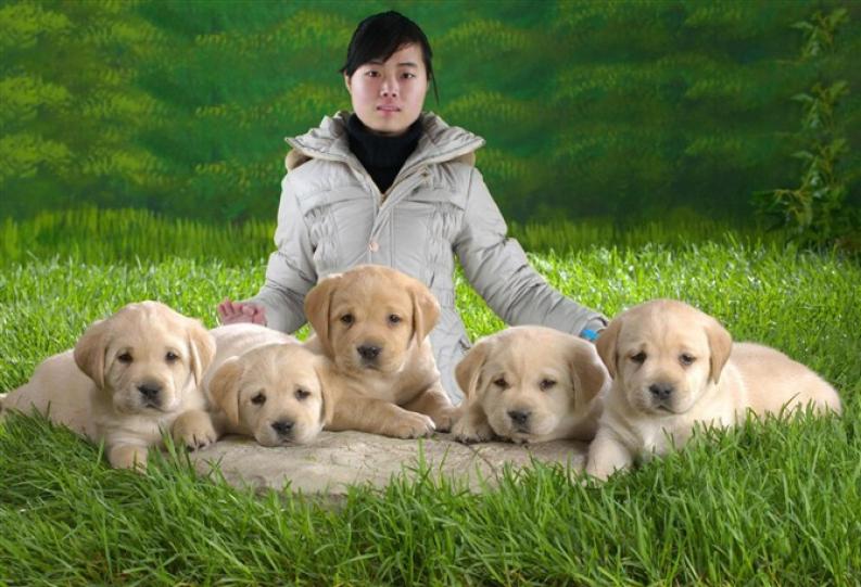 狗的可爱排名_狗头像可爱