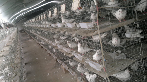 肉鸽养殖成本是多少？肉鸽养殖好吗？