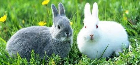 兔子养殖加盟有前景吗