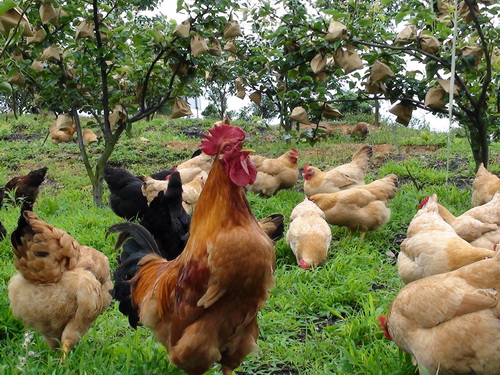 土鸡养殖成本要多少呢？