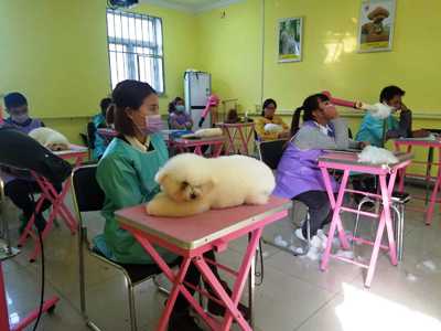 宠物美容学校