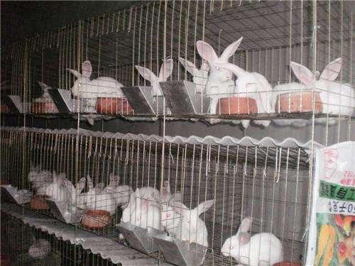 兔子养殖加盟收银如何  兔子怎么养殖