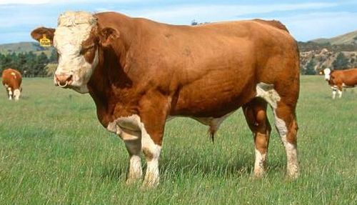 养殖肉牛有补贴吗？
