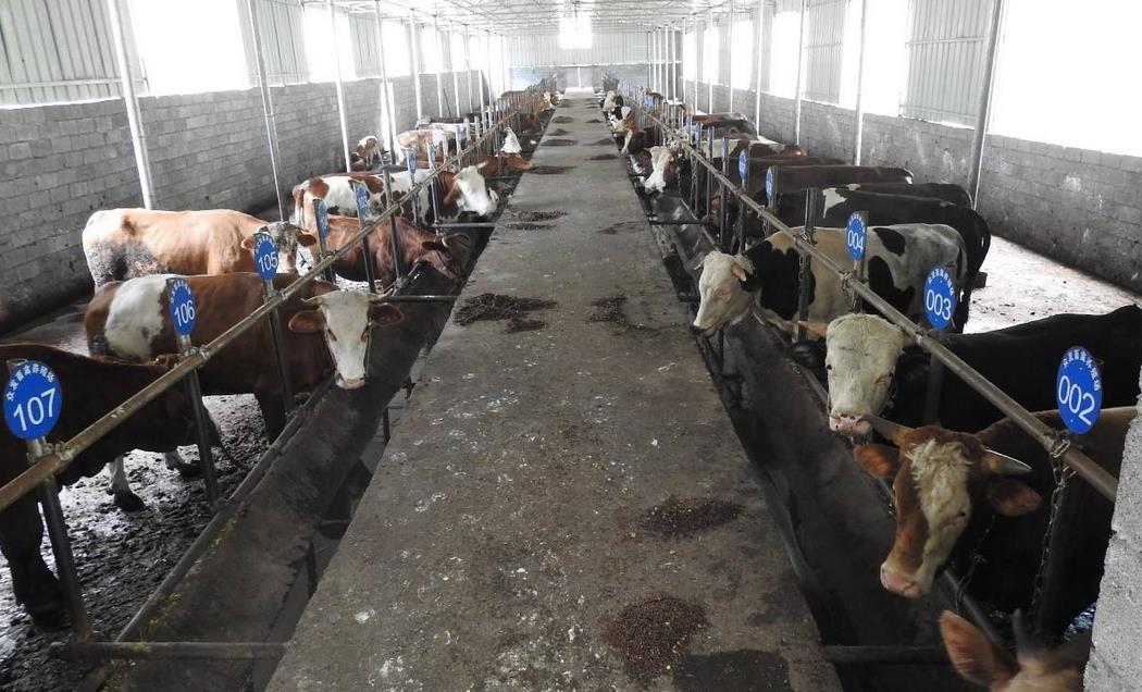 养牛需要什么条件 怎样养牛才能好？