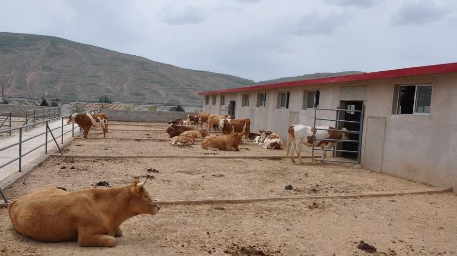 标准化肉牛养殖场怎么建设 个人养牛一般养多少只？