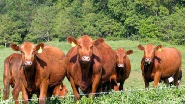 农村养殖什么好 肉牛养殖场收银分析