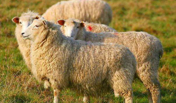 在农村养殖什么比较好 养牛和养羊哪个可经营？