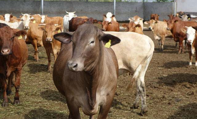 新手养牛需要准备什么 现在养牛有补贴吗？