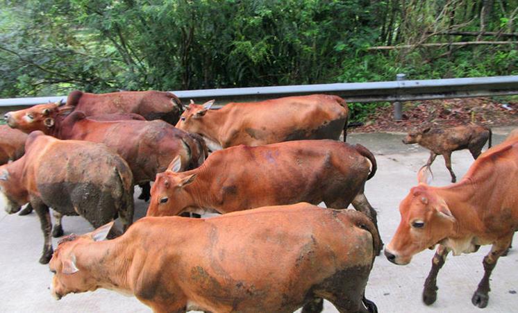 2017农村养牛好吗 养牛都需要什么手续？