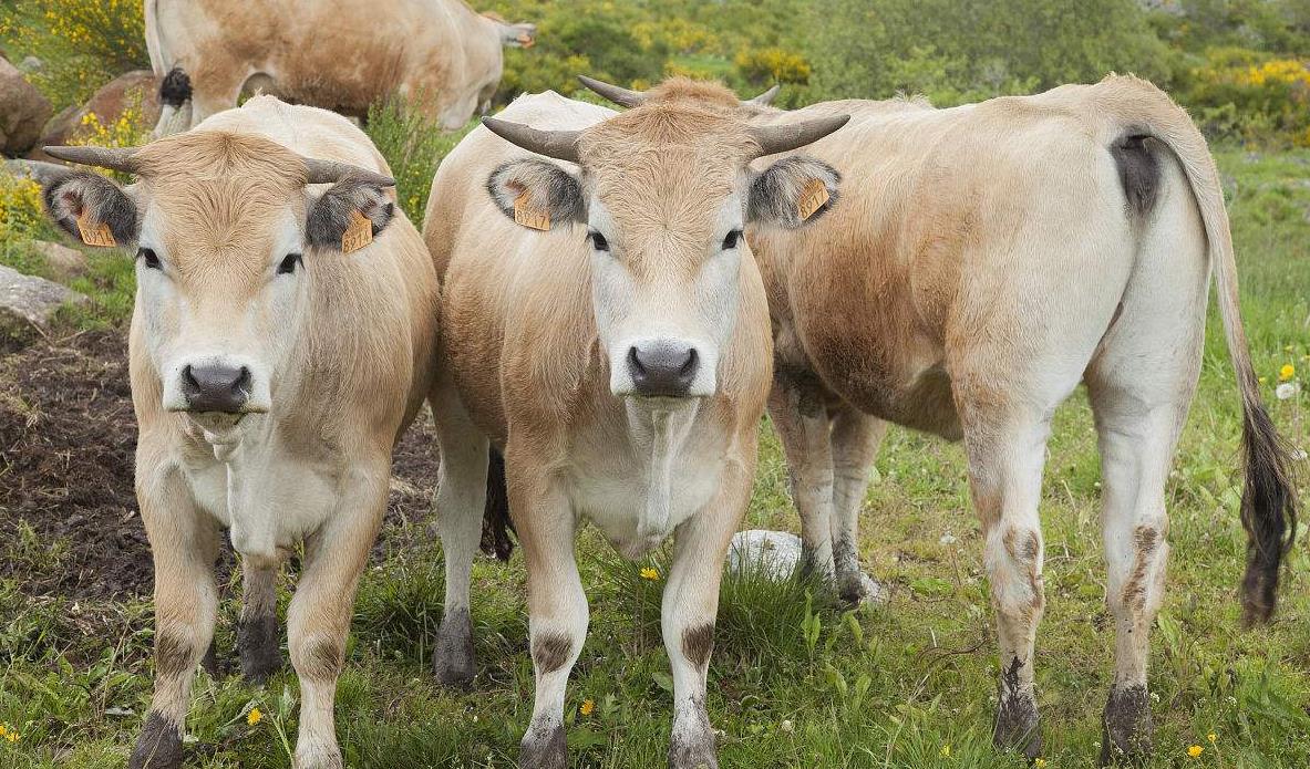 养牛需要什么条件 怎样养牛才好？