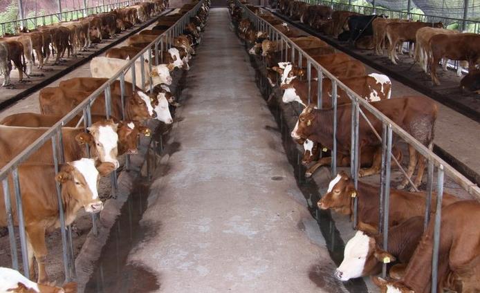 哪里有大型肉牛养殖场 养殖50头肉牛多少本钱？