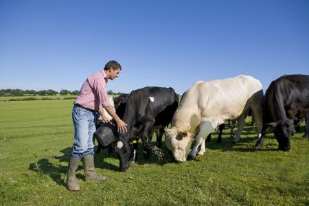 在农村可以养殖什么 养牛多长时间出栏？