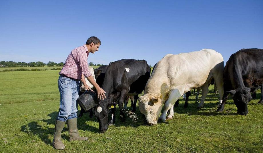 在农村适合养殖什么 养羊和养牛哪个好？