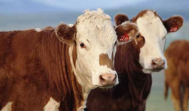 养肉牛有没有补贴 养牛好还是养猪好？