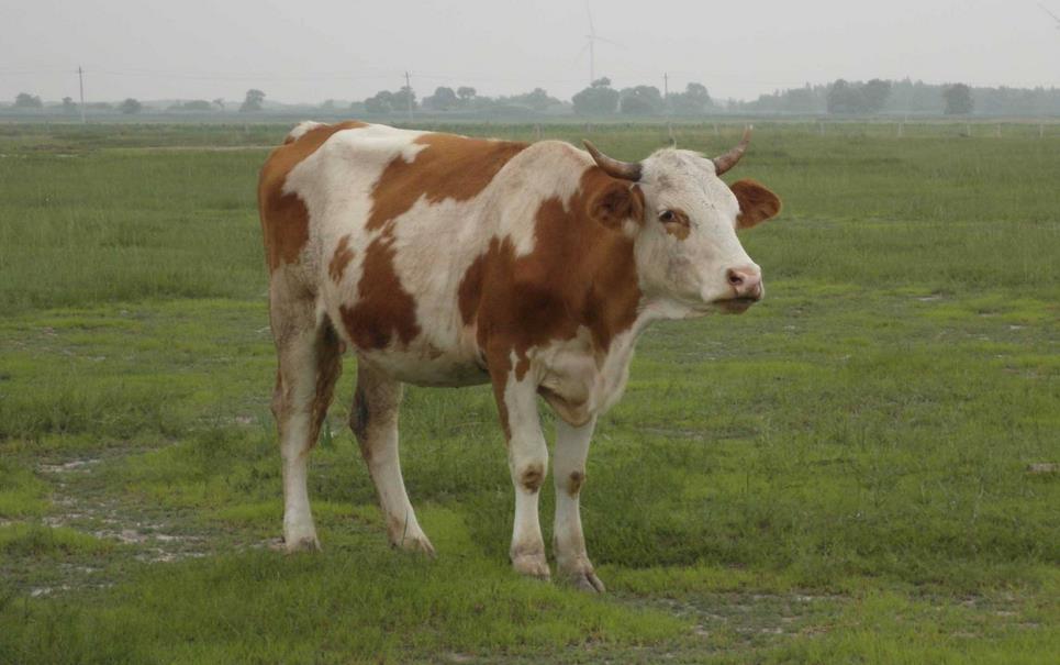 养殖肉牛什么品种好 怎么养牛才能挣到钱？