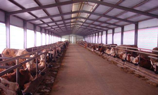 标准化肉牛养殖场怎么建设 个人养牛一般养多少只？