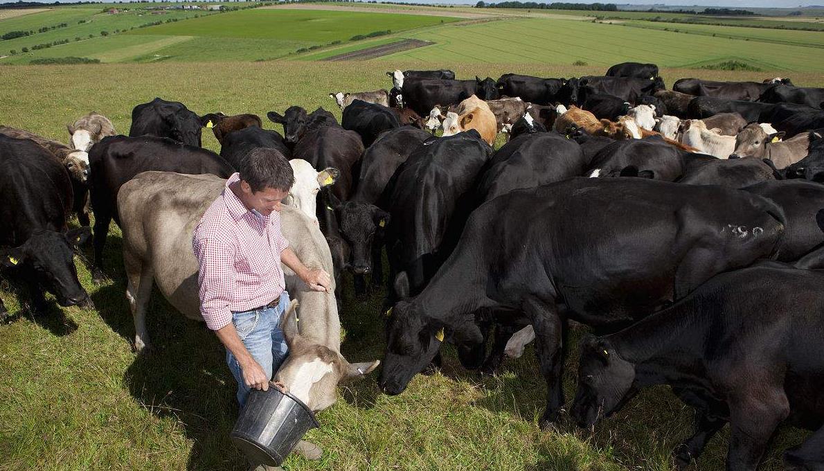 养牛需要什么条件 怎样养牛才能好？