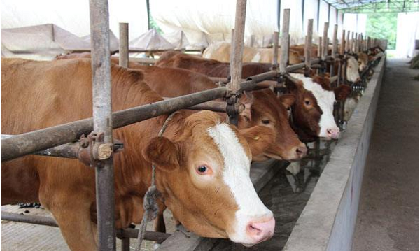 养牛有什么政策补贴 养牛补贴政策需要养多少只？