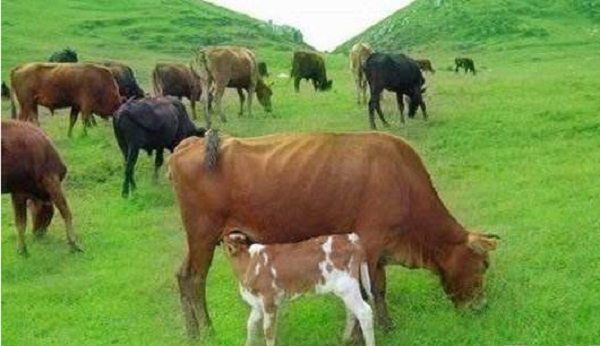 农村养殖什么好 肉牛养殖场收银分析