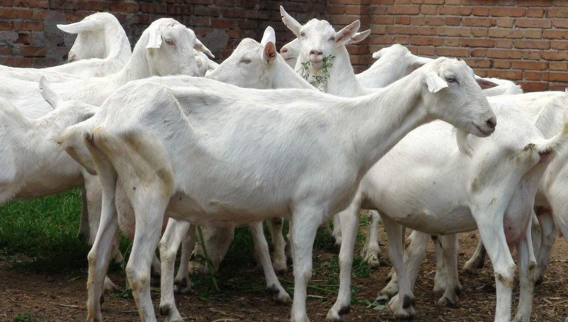 在农村适合养殖什么 养羊和养牛哪个好？