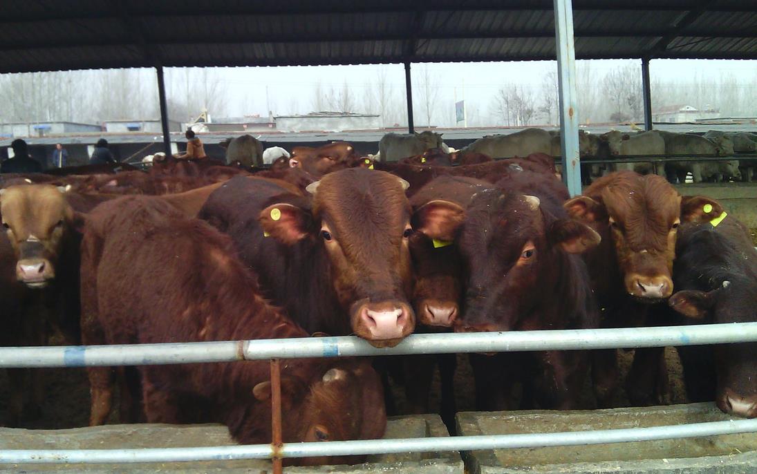 哪里有大型肉牛养殖场 养殖50头肉牛多少本钱？