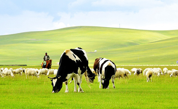 农村现在养什么赚钱 养牛和养羊哪个好?