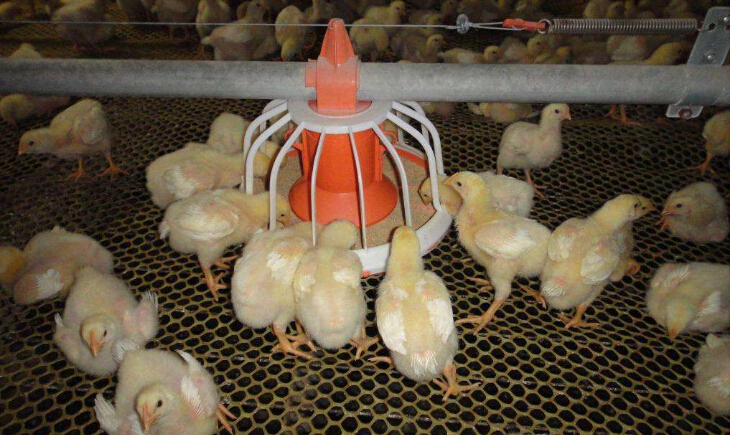 肉鸡养殖