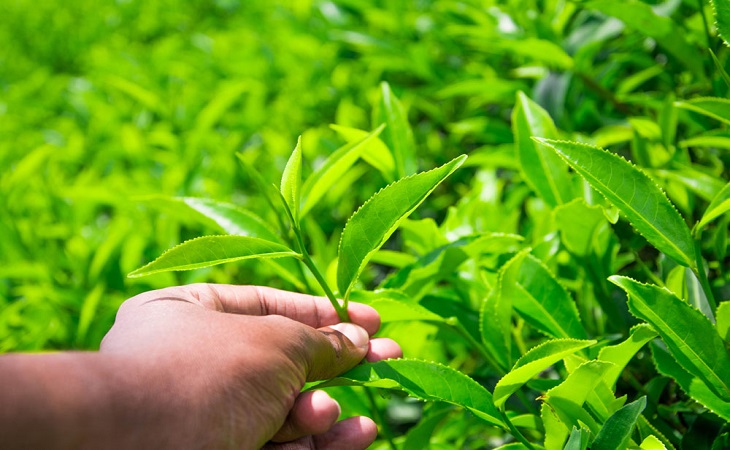 青山绿水茶叶加盟