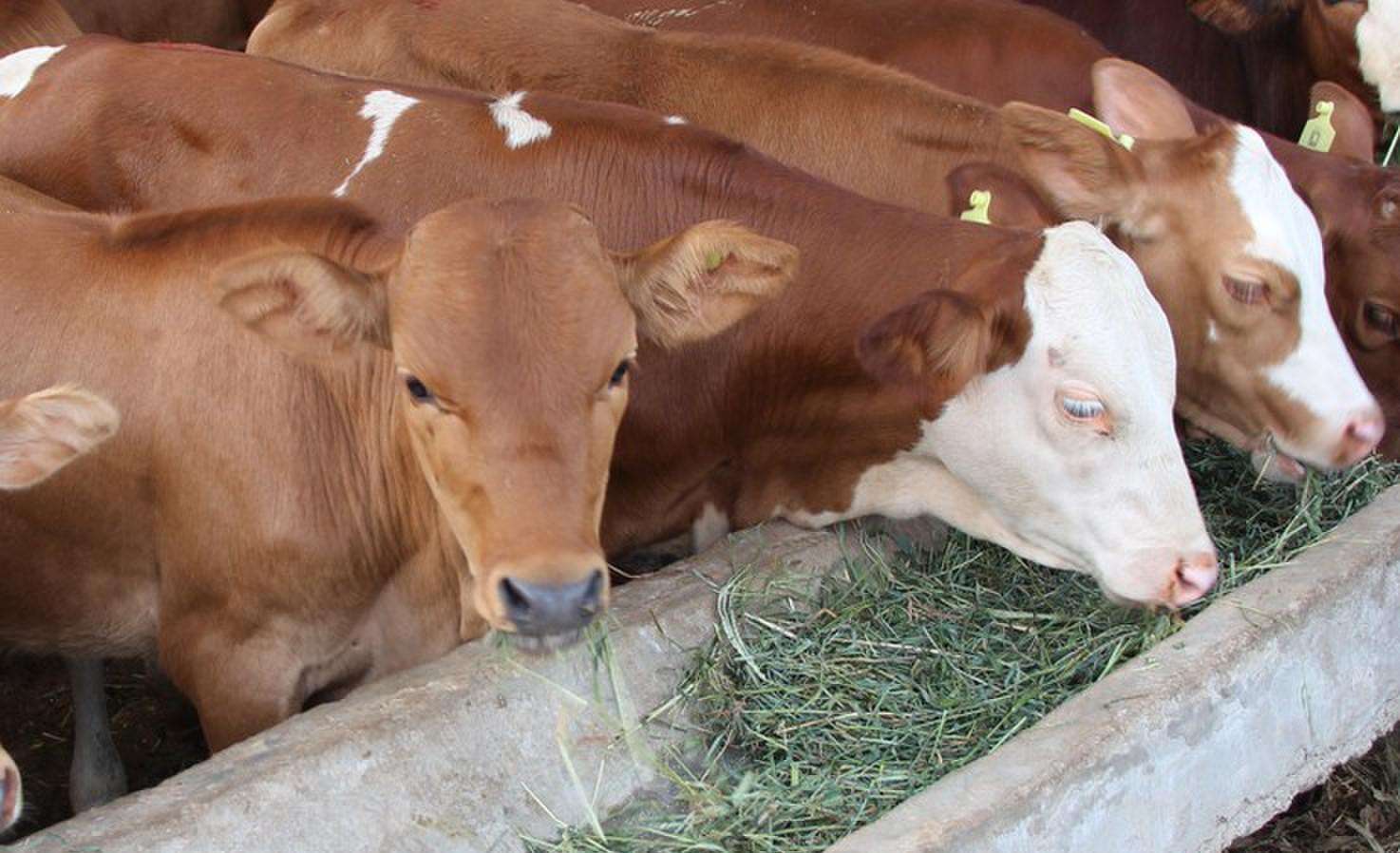农村开办个小型养牛场要花费多少钱？
