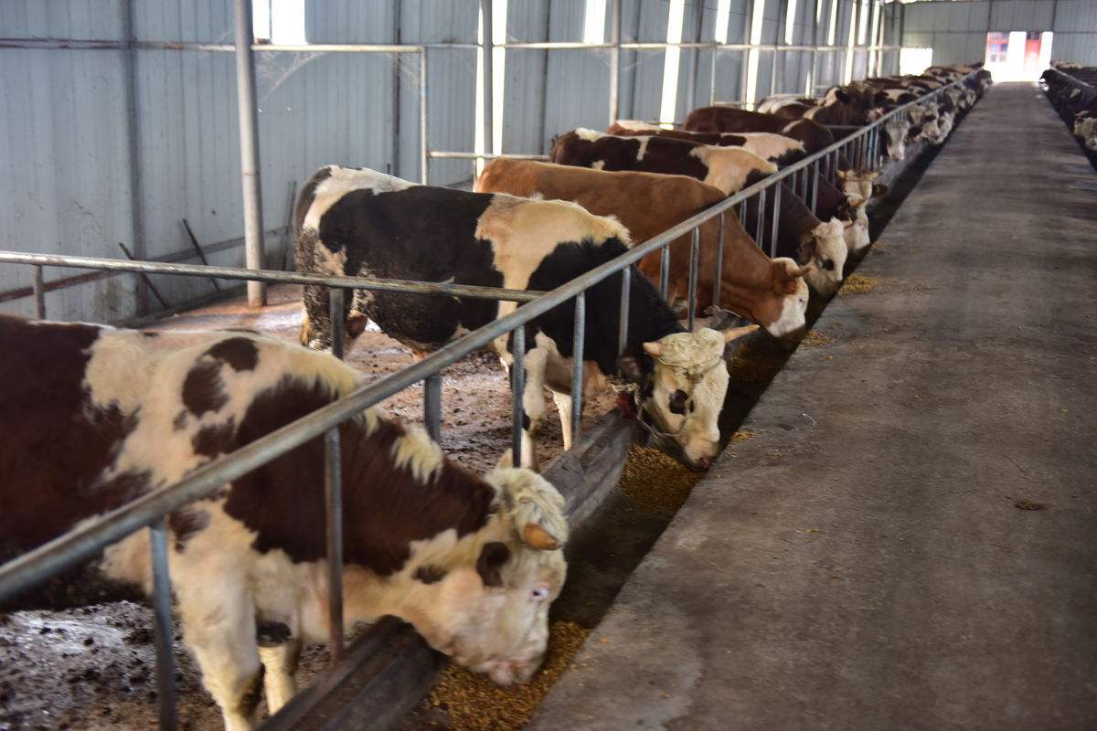 农村开办个小型养牛场要花费多少钱？