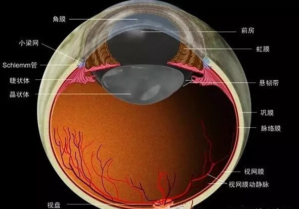视力保护科普：保护视力，从认识眼睛开始