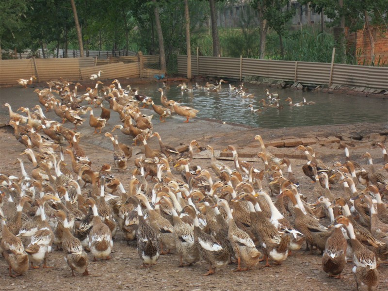 养殖鸭子的前景
