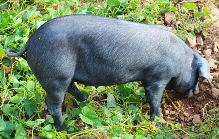 汉江黑猪养殖优势