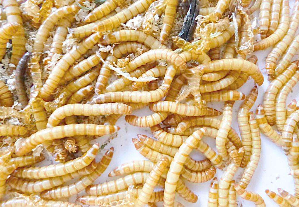 黄粉虫养殖技术与前景