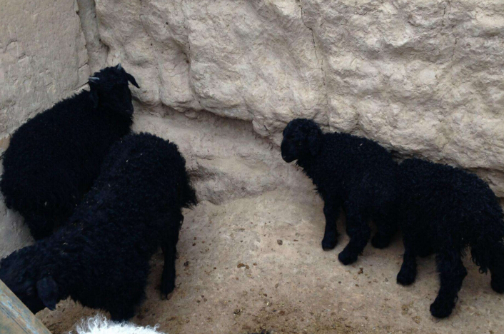 【养殖致富】“黑色”羊肉养殖的财富：如何辨别乌骨羊的真假