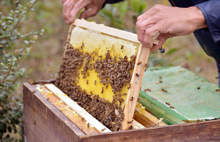 蜂蜜养殖致富