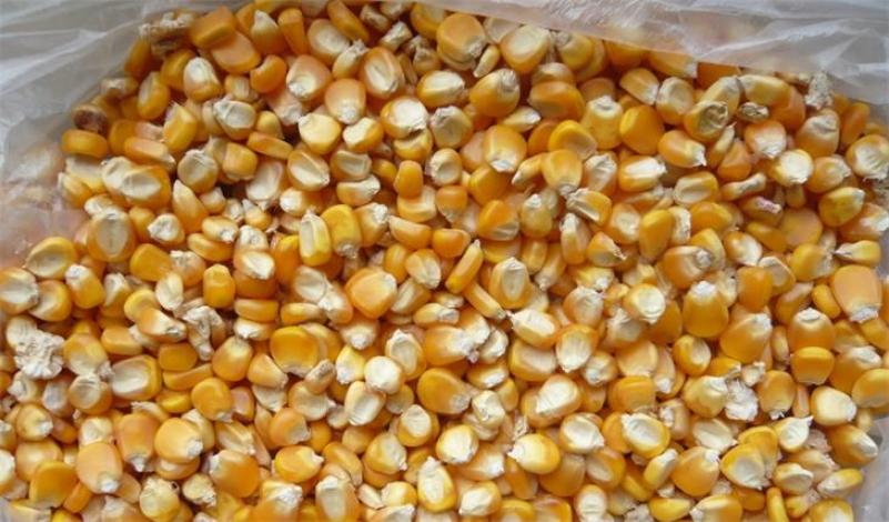 黑小麦，饲料玉米玉米粒