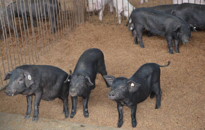 发酵床养殖苏太猪——苏太猪怎么养殖，好的养殖的注意点