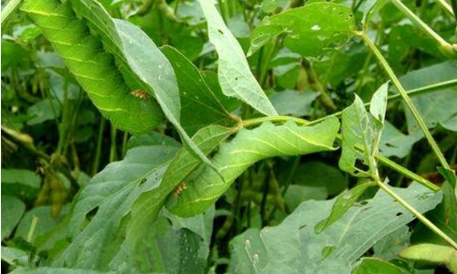陆骏:反季节养殖豆青虫,虽然有辛苦、有汗水,成
