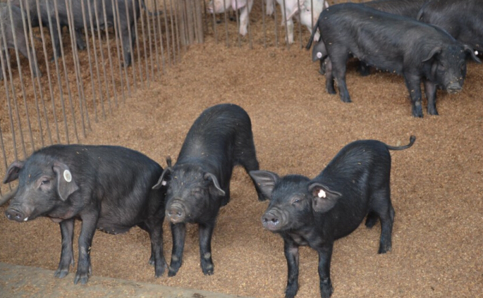 发酵床养殖苏太猪优势有哪些