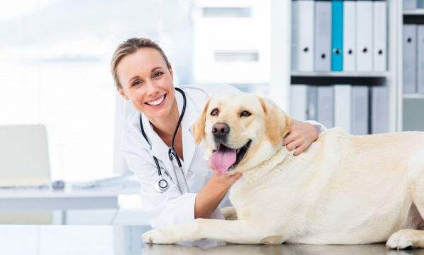 宠物医院怎么加盟 兽医站与宠物医院有什么区别？