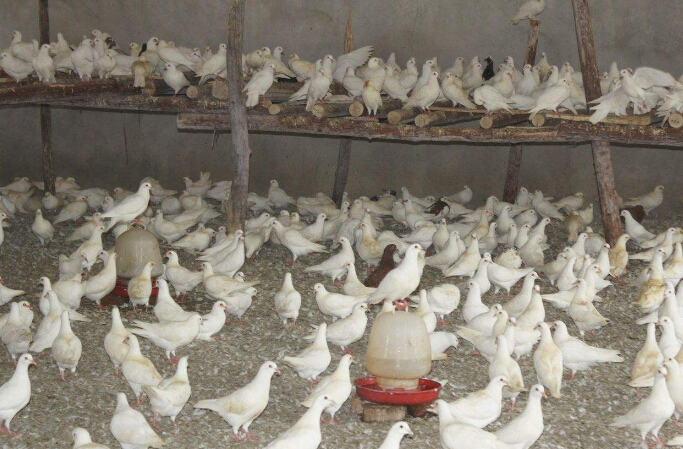 乳鸽养殖饲料要如何调制，需要注意些什么？