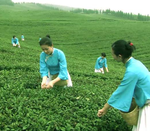 潜山彭河广溪园牌茶叶