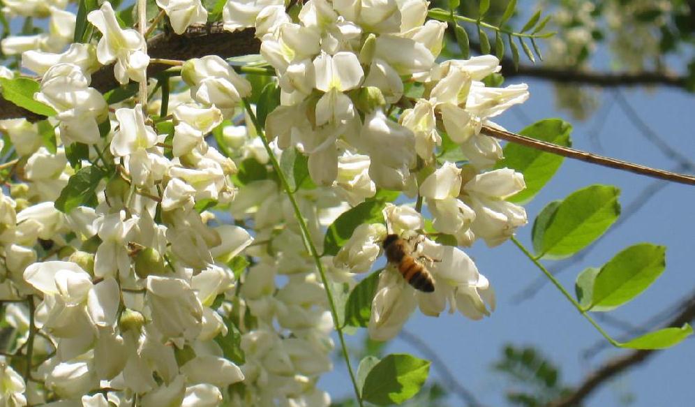 横县长安花干厂洋槐花