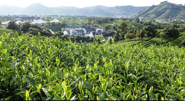 安吉北高峰茶场相册