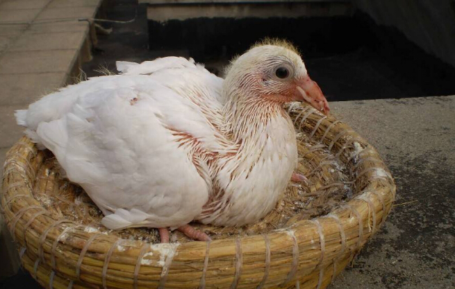 小乳鸽养殖要素：鸽料怎么调配合适？育雏室环境要求