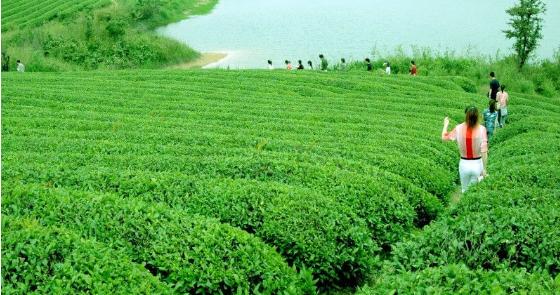 安吉北高峰茶场宣传