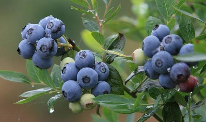 辉南县共赢蓝莓种植专业合作社产地实拍