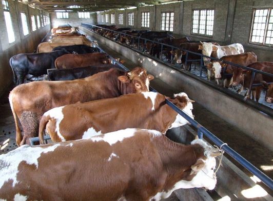 肉牛养殖前景分析